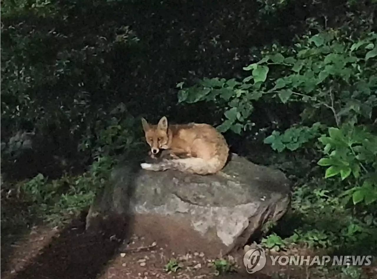 부산 달맞이고개 나타났던 여우, 강원 정선서 숨진 채 발견 | 연합뉴스