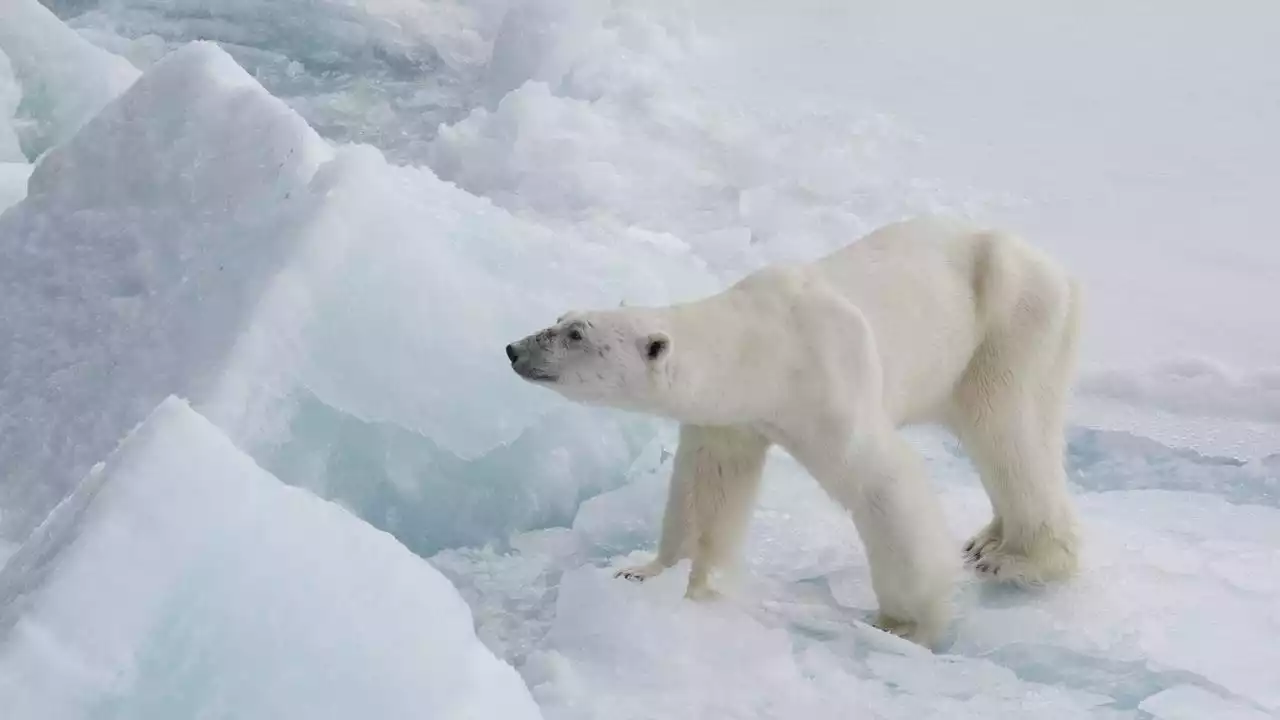 Schmelzendes Eis und Chemikalien: Eisbären bedroht