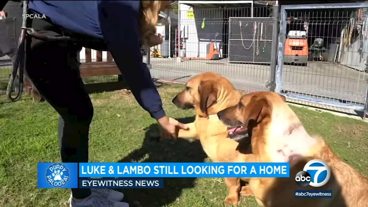 Puppy Palooza: Brothers Luke and Lambo still looking for forever home