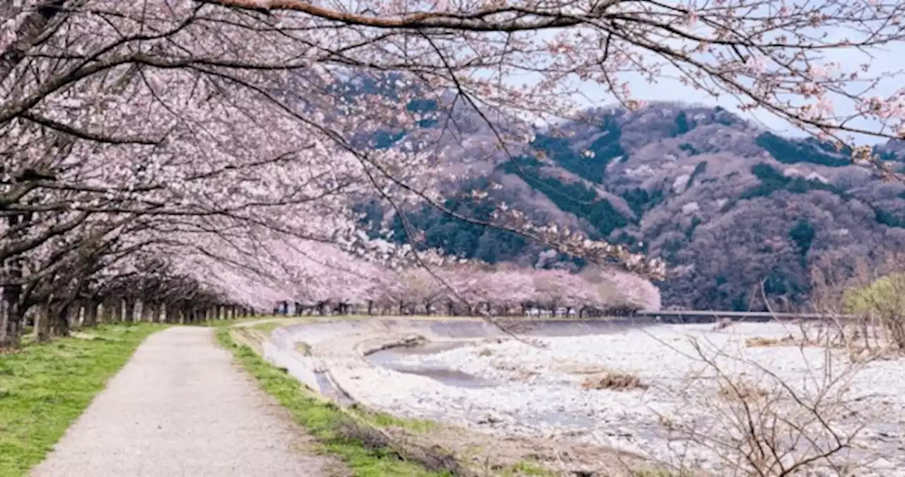 Cherry blossoms views: 7 best spots to see blooming sakura in Japan