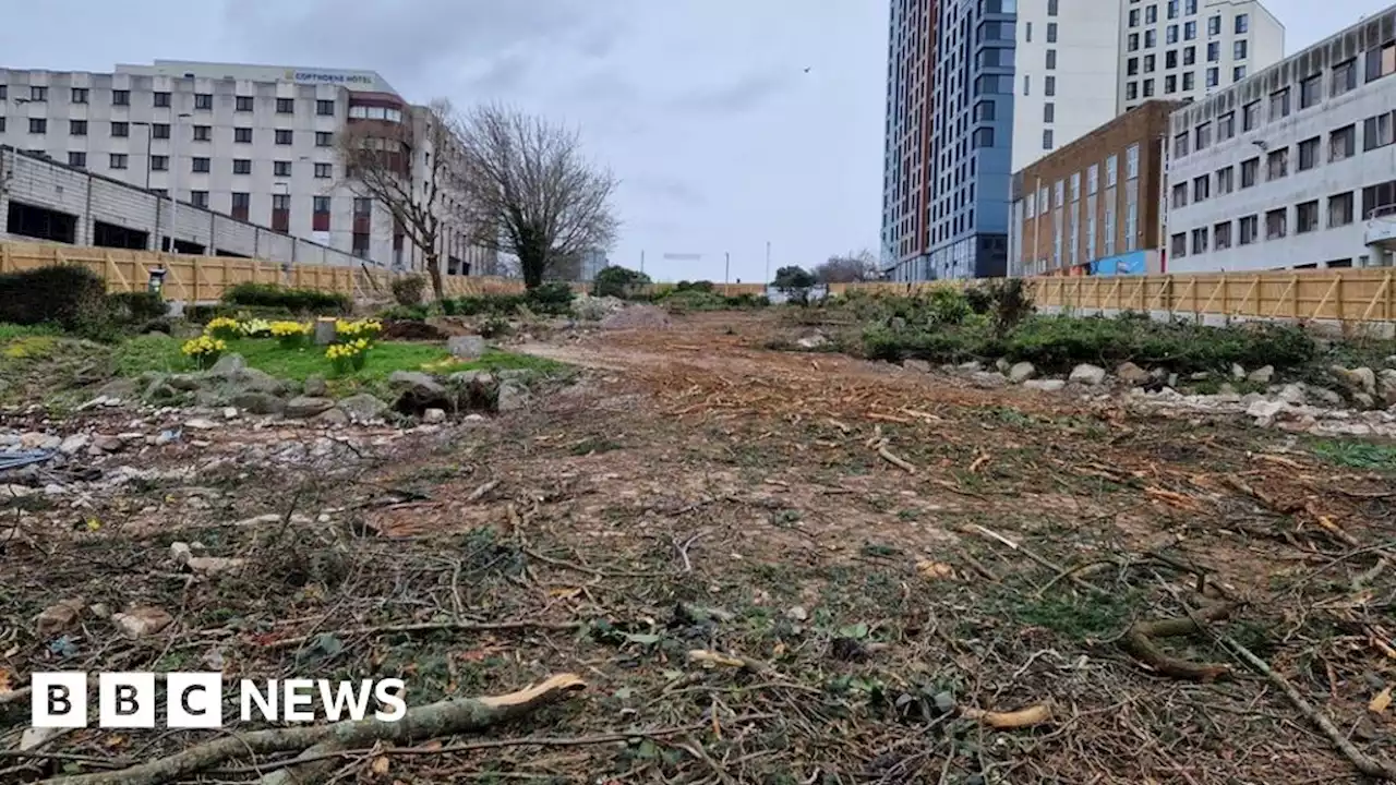 Plymouth tree felling 'really good' for city, council official says