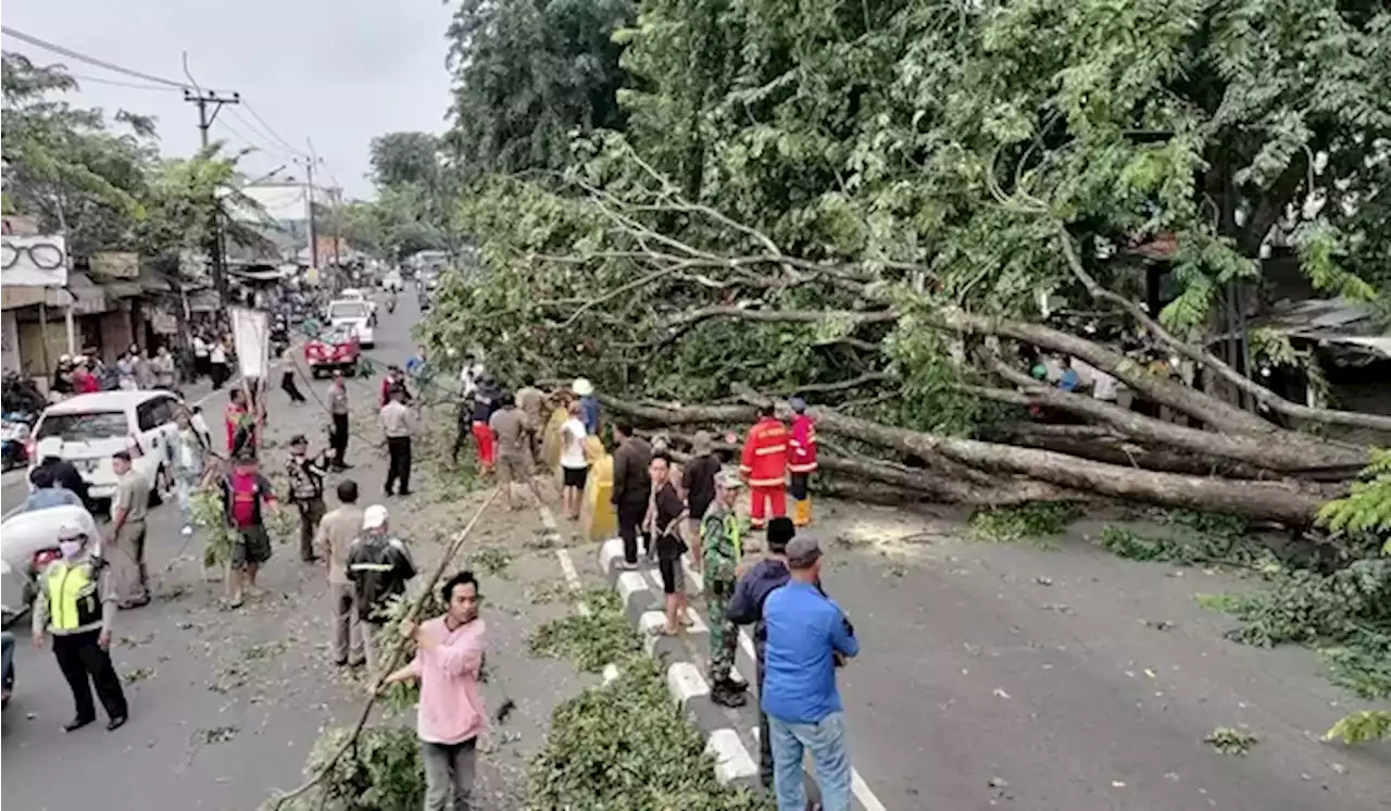 Pohon Besar Tumbang di Larangan, Tutupi Akses Jalan Tangerang ke Kebayoran