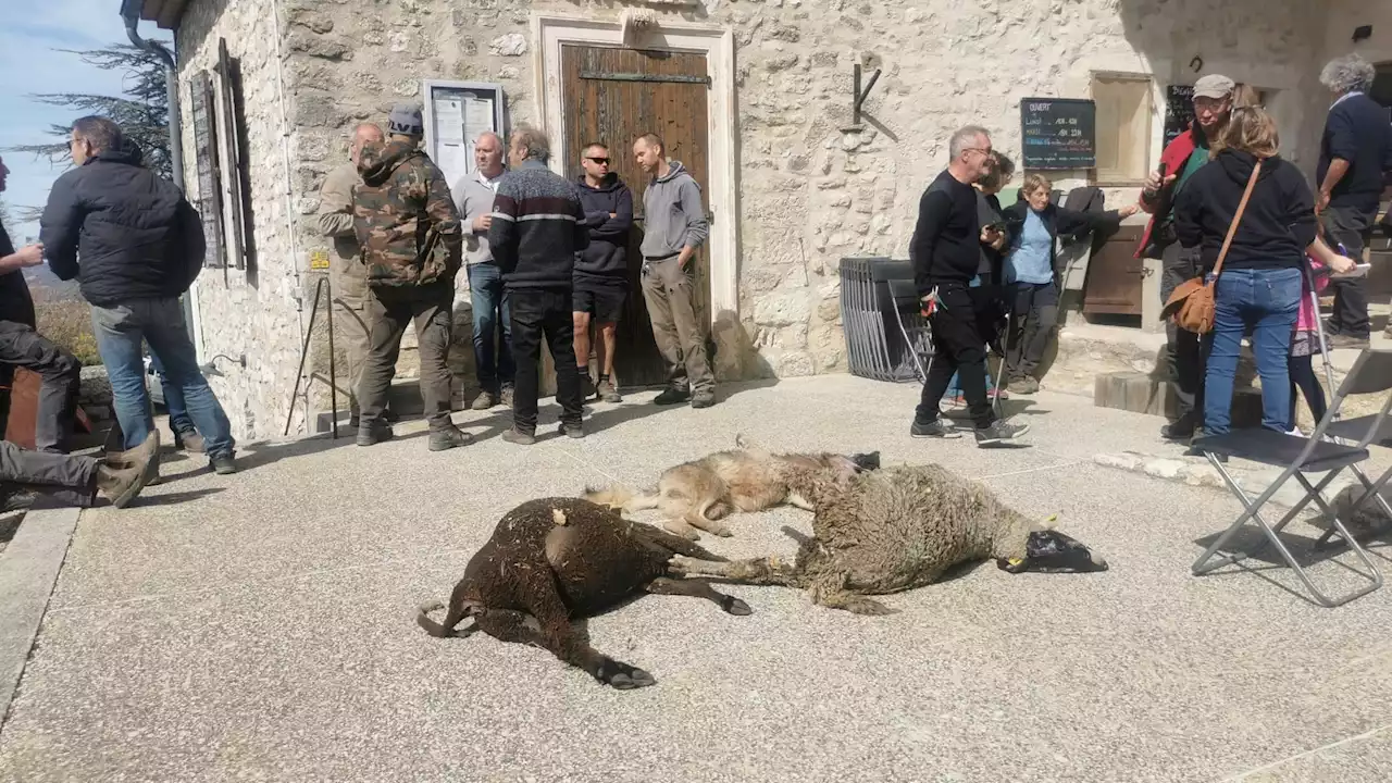 Alpes-de-Haute-Provence: un loup tué lors d'une attaque de troupeau à Montjustin