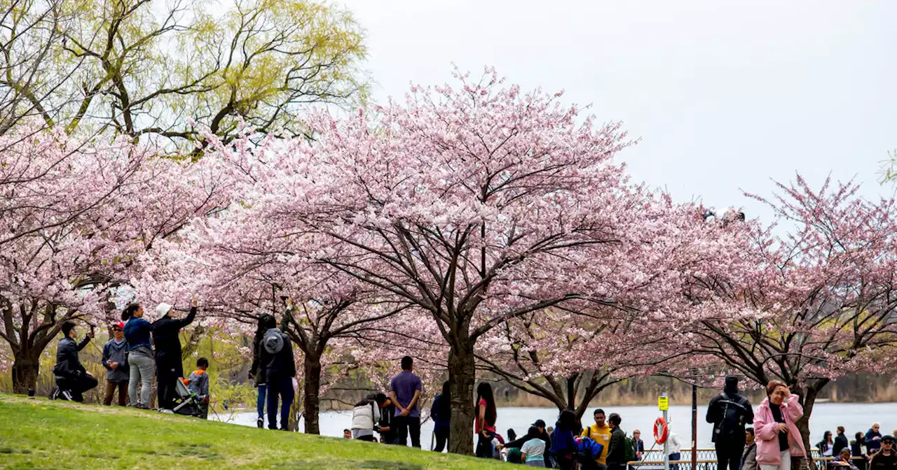 Here's when Toronto can expect to see cherry blossoms for 2023