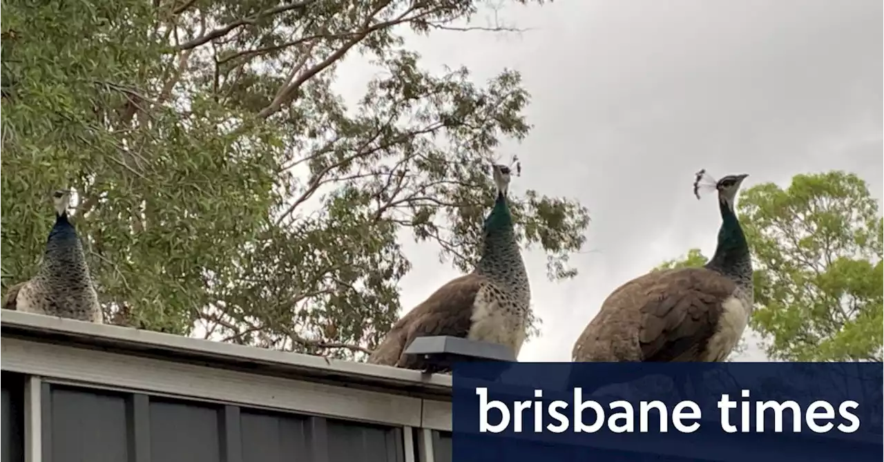 Wild Brisbane peafowls captured on council orders, dividing a suburb