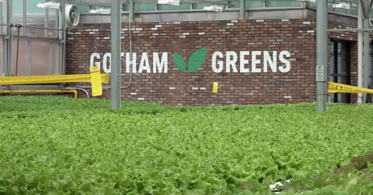 Urban farming grows in Brooklyn