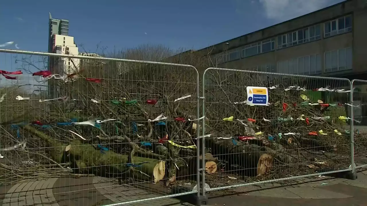 Campaigners save 19 trees in Plymouth from being felled