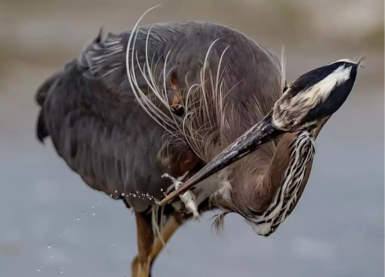 Breeding colony of blue herons take over Vancouver's Stanley Park