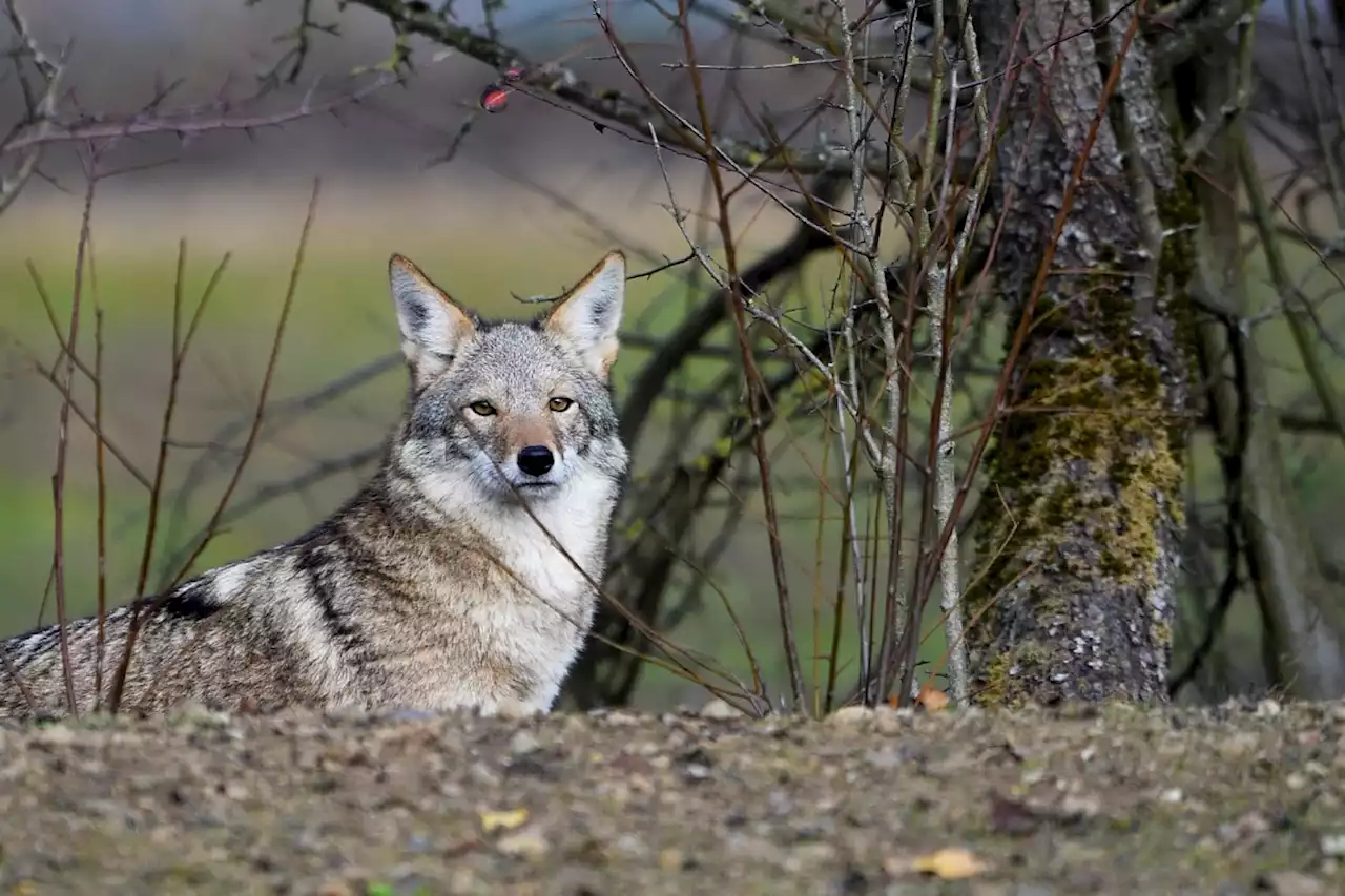 États-Unis : un coyote blesse deux enfants en Arizona