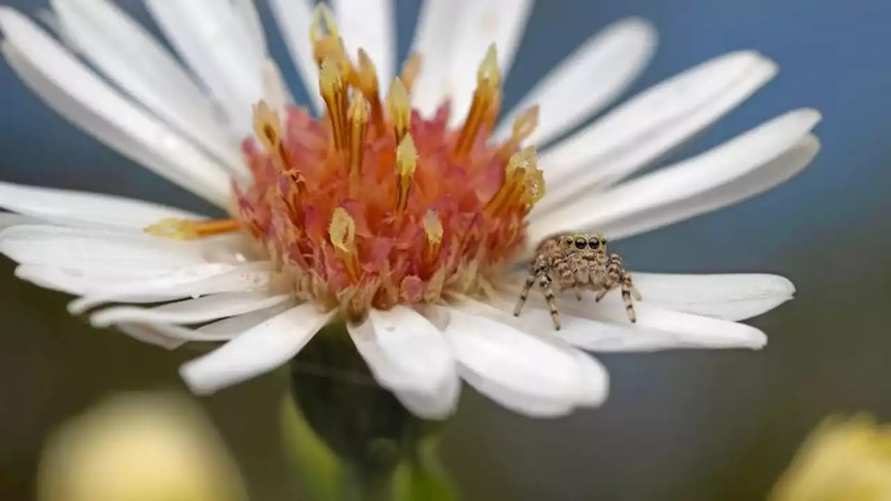 How jumping spiders became the new 'it' pets | CNN