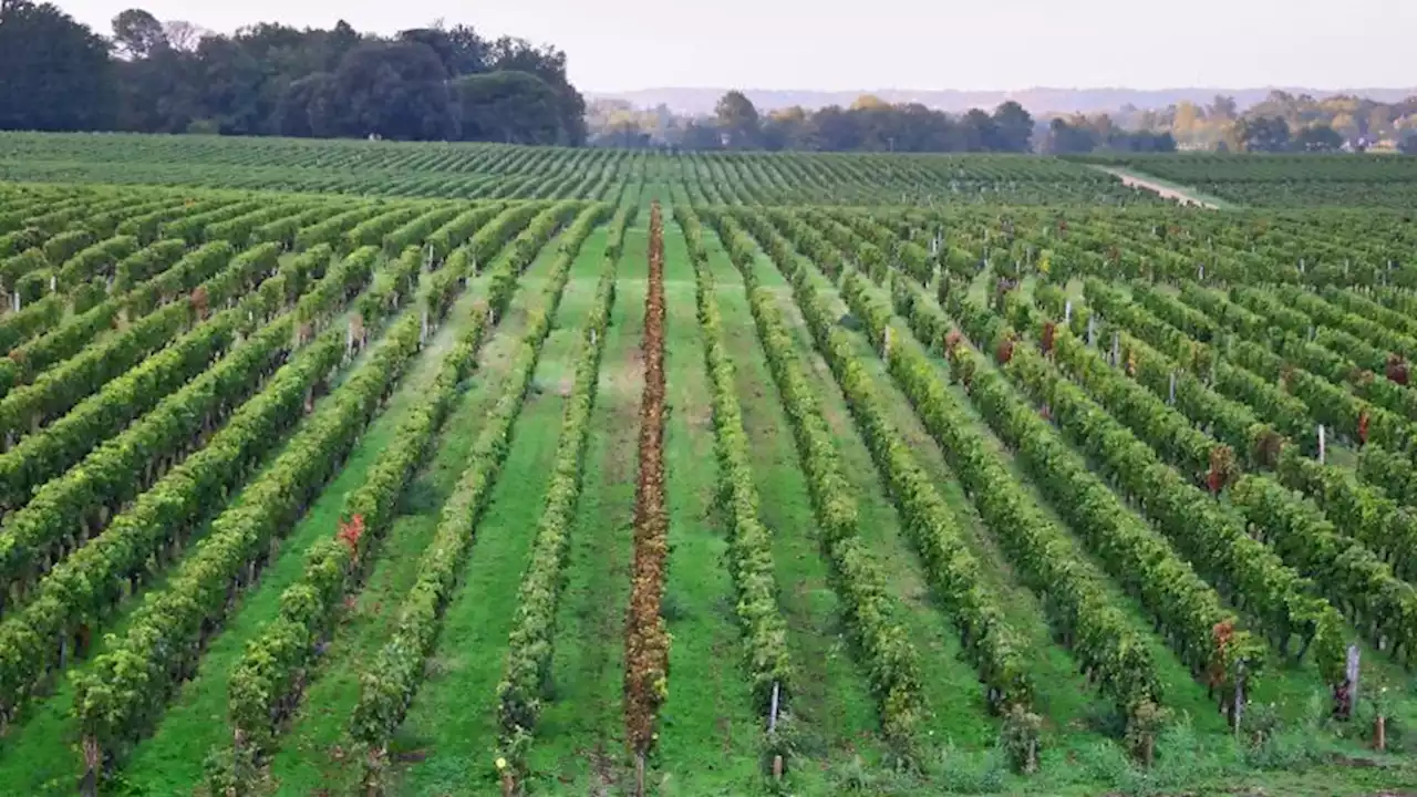 International 'wine train' planned for Europe by 2026 | CNN