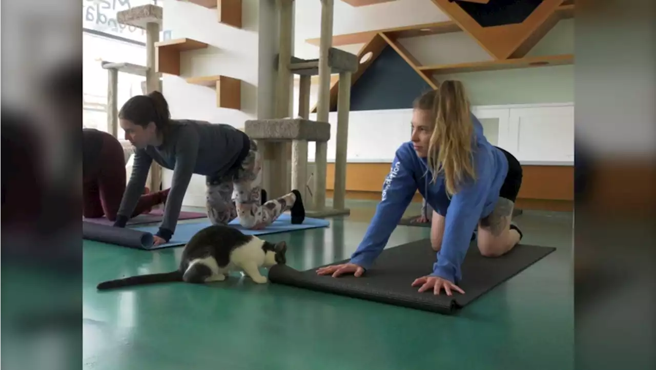 Halfway to cat cow: Calgarians enjoy kitty yoga for a cause