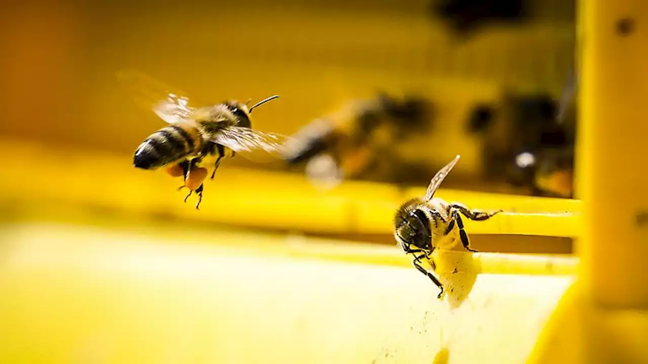 Veel meer dode bijen dan normaal: dit is waarom de oorzaak zo moeilijk te achterhalen is