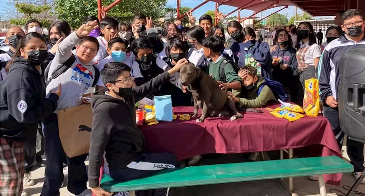 Alumnos de secundaria rescatan a perrita 'Chispita' y le organizan 'baby shower' en Mexicali