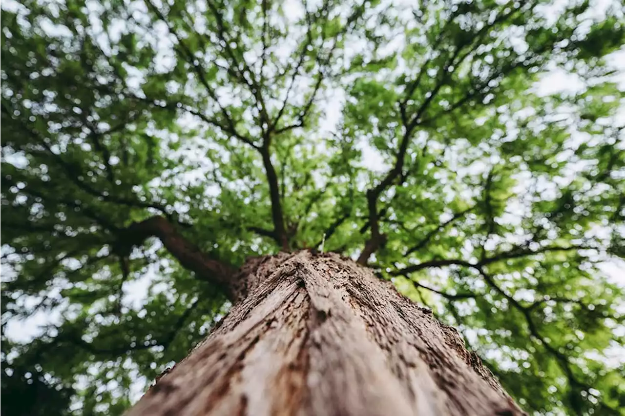 Was ein Baum in Wien wert ist