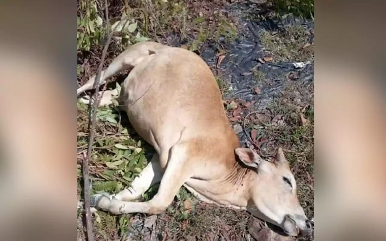 6 lembu dibaham, penternak pasang kuat radio halau ‘pak belang’