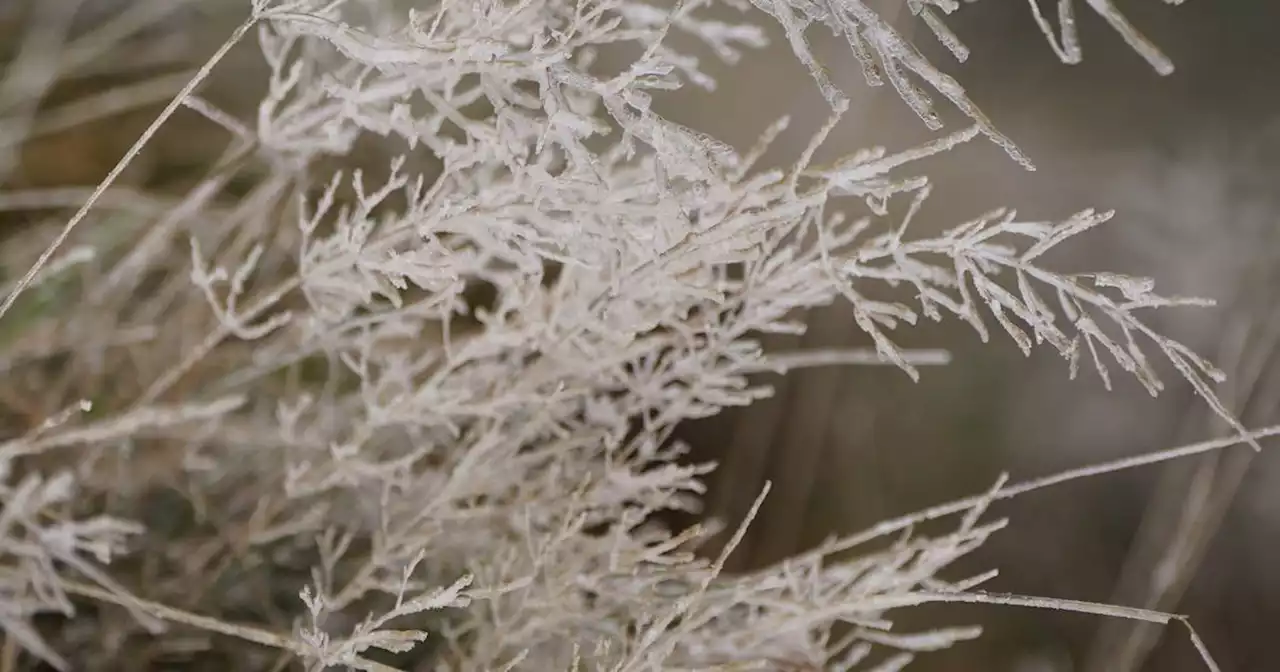 Subzero temperatures return on Sunday with frost warning for gardeners