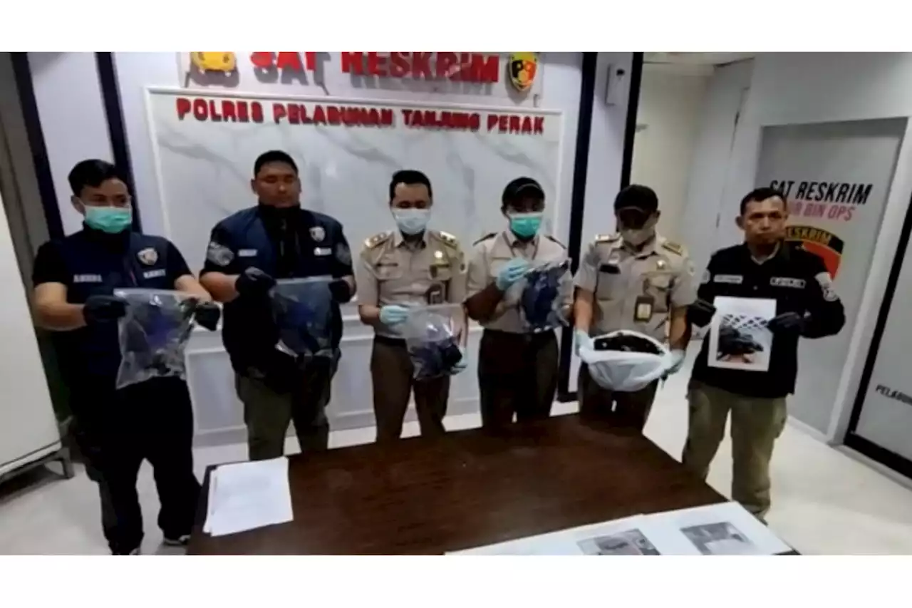 Polisi Gagalkan Penyelundupan 51 Burung Gagak untuk Ritual Mistis