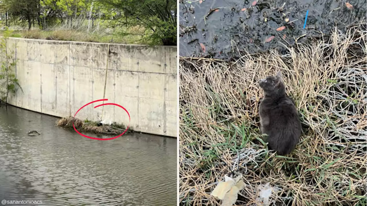 Cat rescued after being trapped in canal at Woodlawn Lake, ACS says