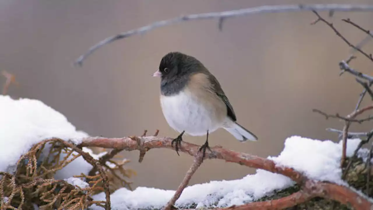 Birds are returning to Lynn Canal