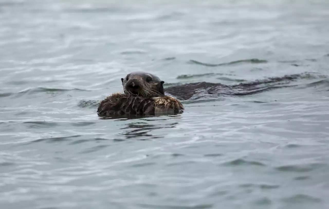 Scientists surprised four California sea otters died from strain of a parasite that could impact humans