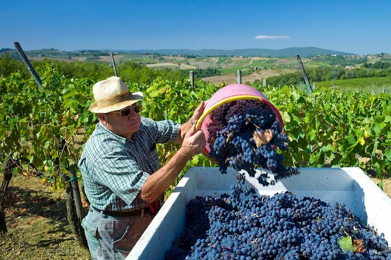 WATCH | Race against time to rescue Argentina wine grapes | Business