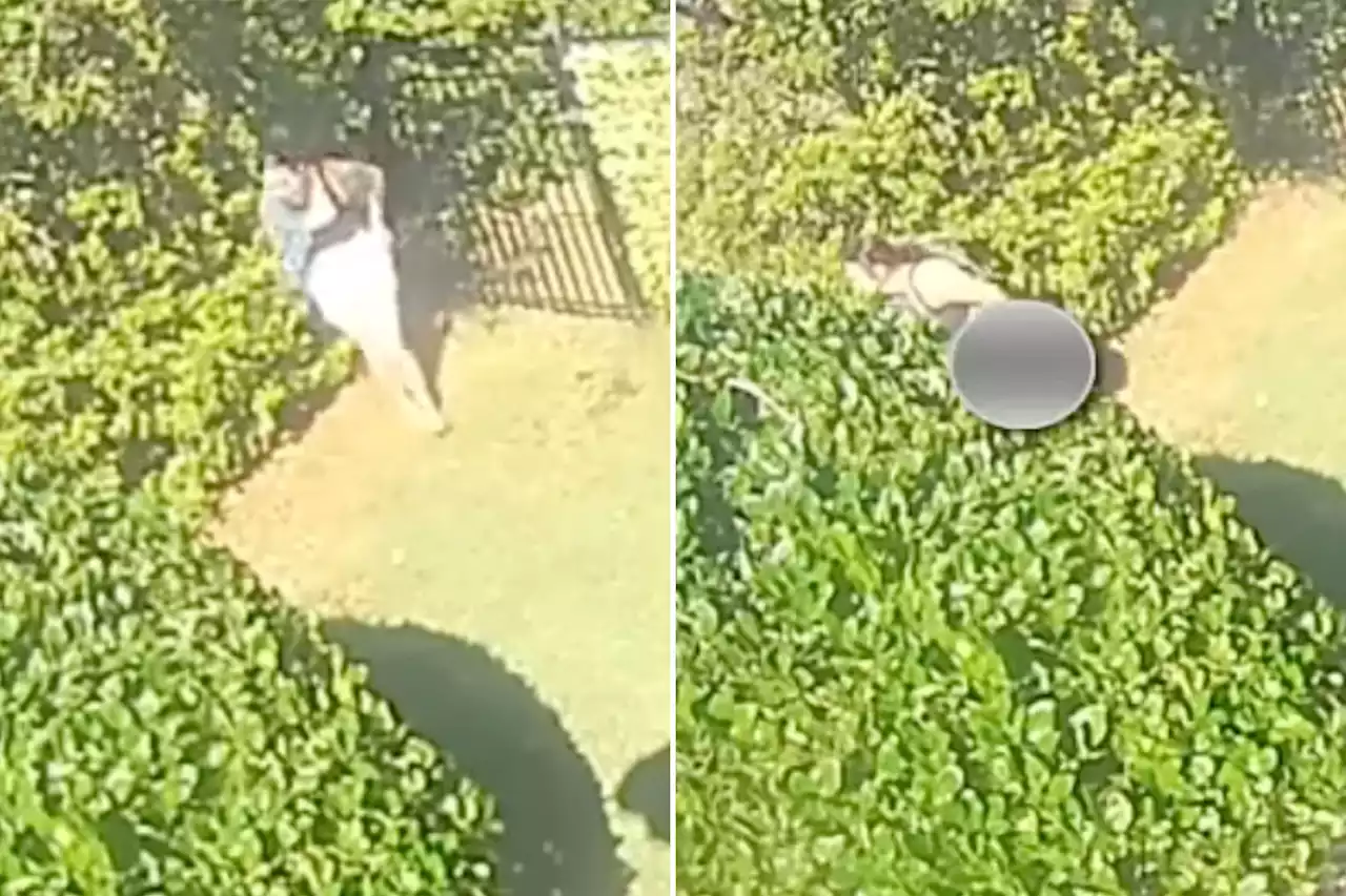 Florida police looking for ‘spring break squatter’ caught on home surveillance showing ‘shiny rear end’