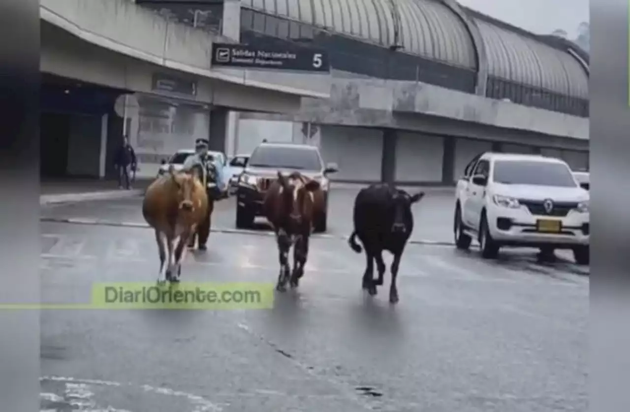 [Video] Tres vacas se pasearon por el aeropuerto José María Córdova de Rionegro - Pulzo