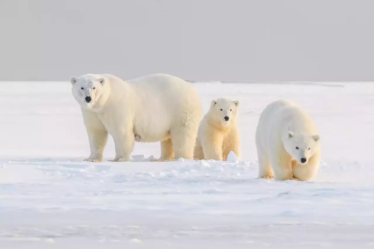 The Biden Administration Says Willow Will “Haze” Four Polar Bears. The Reality May Be Much More Disturbing.