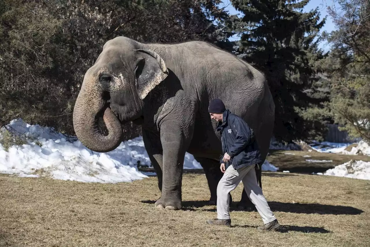 BEYOND LOCAL: Edmonton zoo says Lucy the elephant too sick to be moved