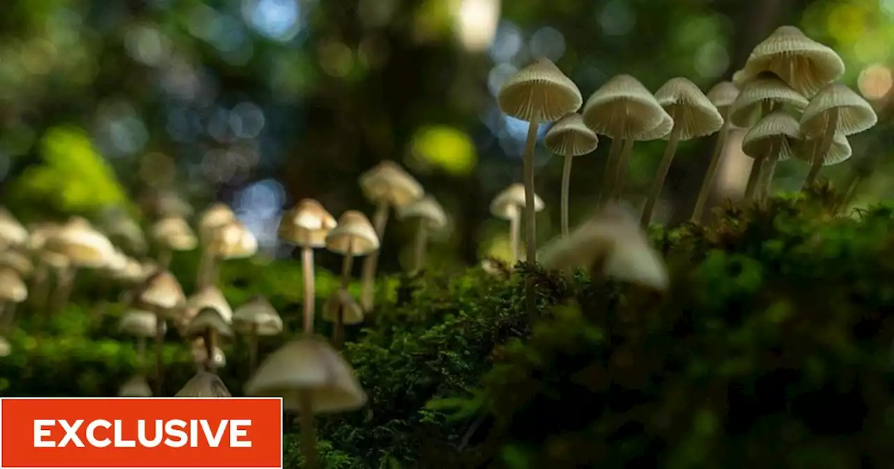 How composers are turning the secret sounds mushrooms make into music