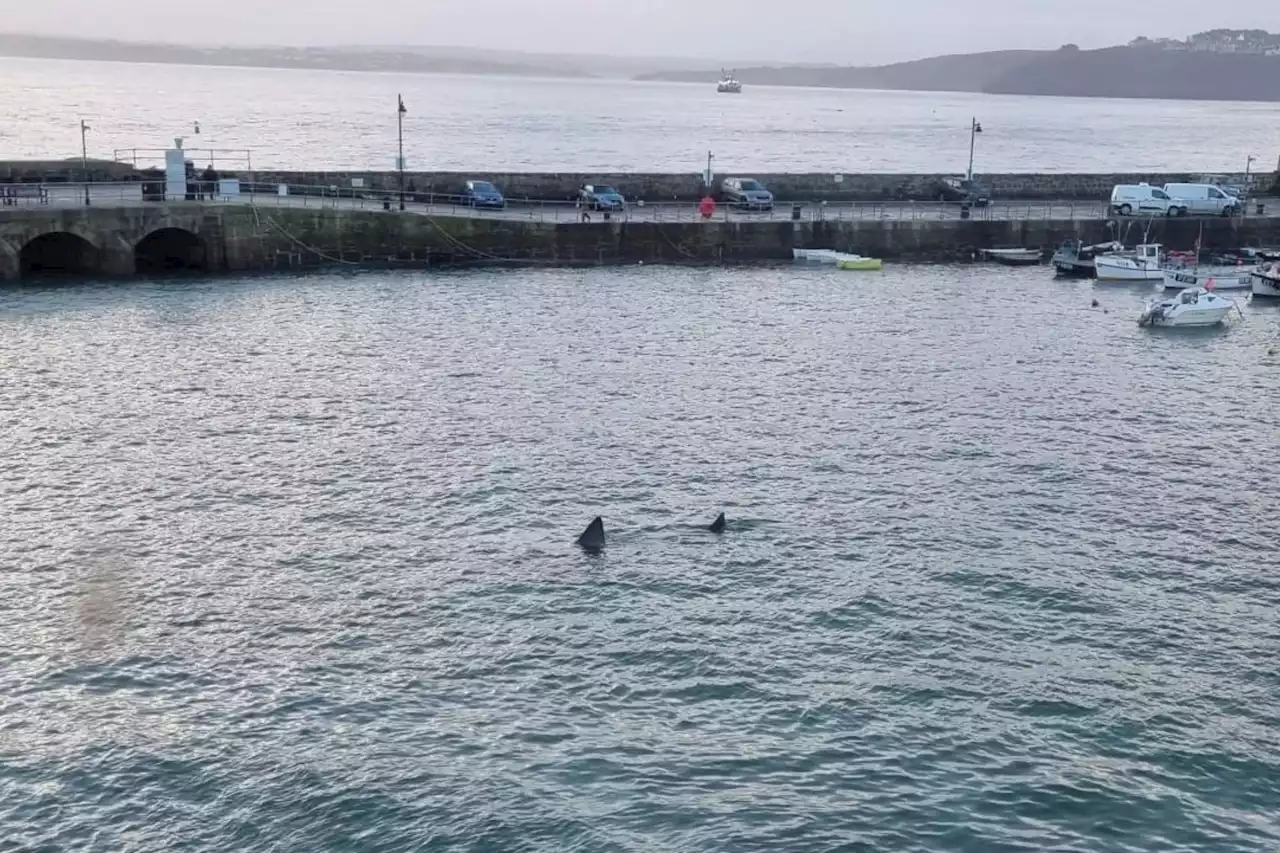 Tourist spots 'huge' shark swimming in harbour during high tide in Cornwall