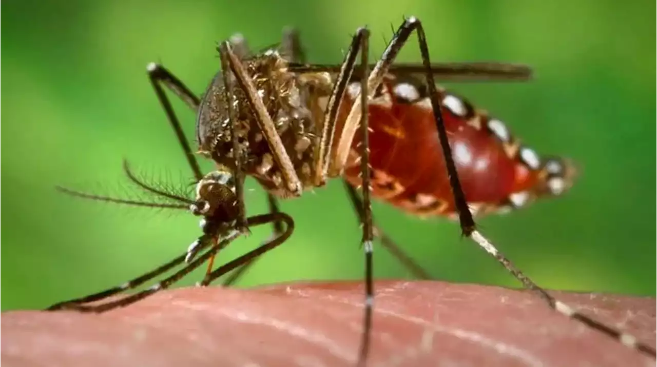 Cuáles son los síntomas del dengue y cómo prevenirlo