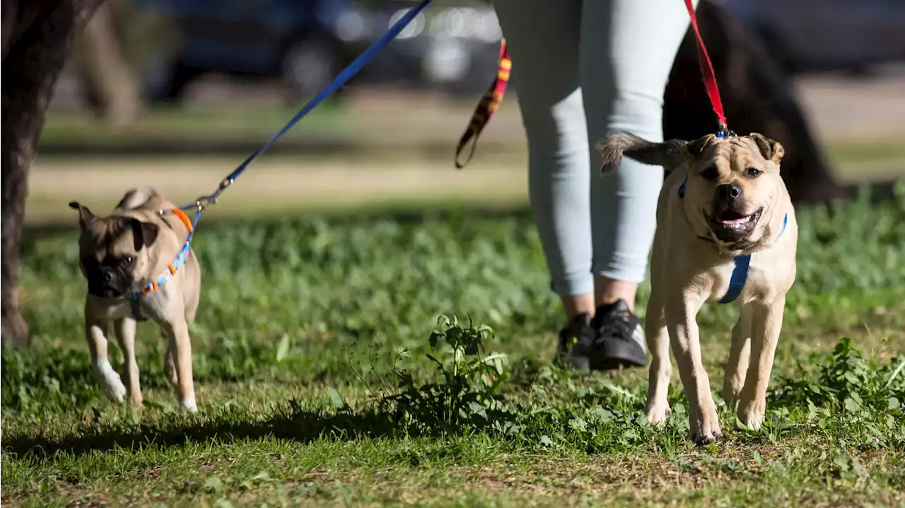 Got ticks? University of Arizona researchers want them