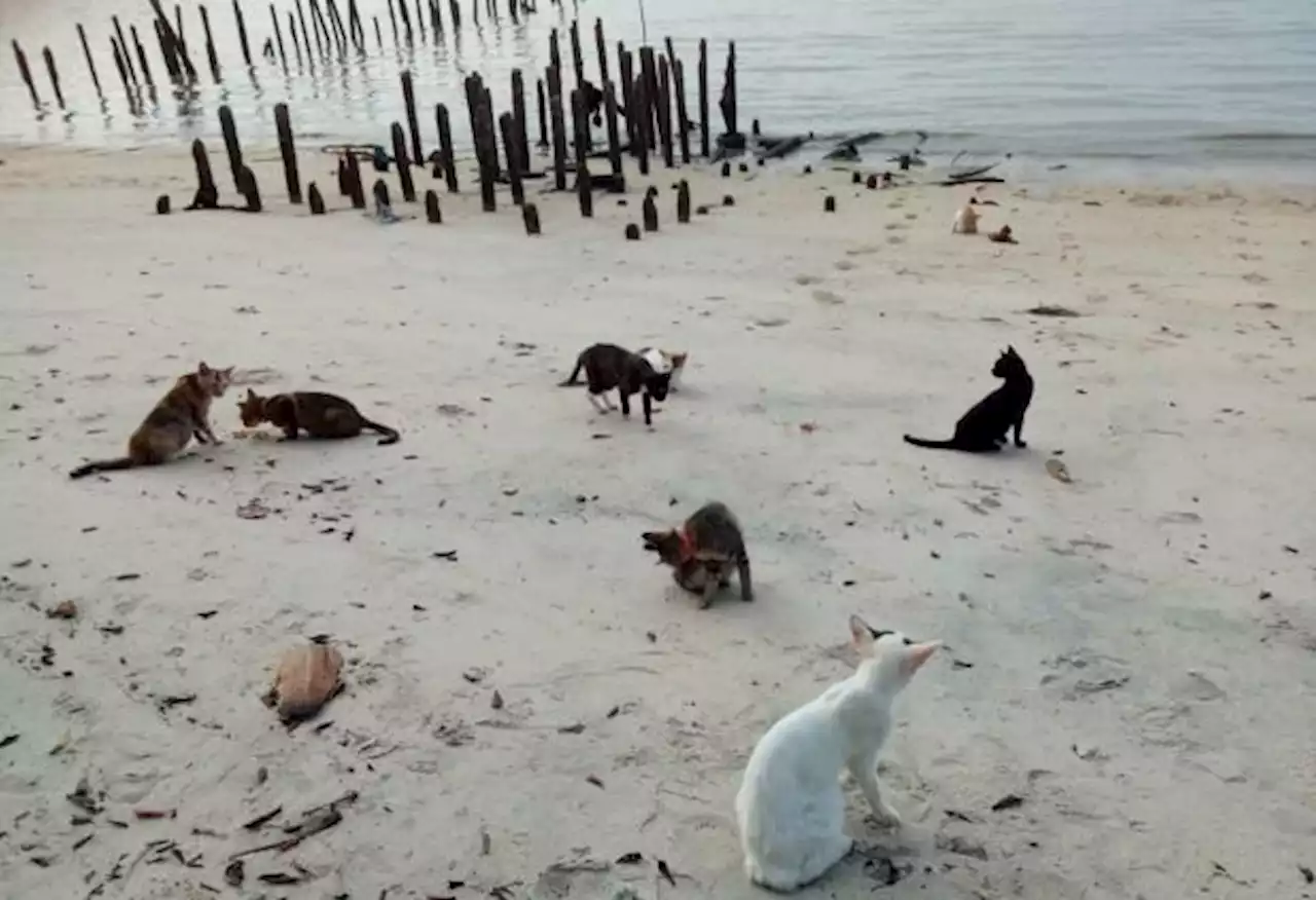 Heret ‘pembunuh’ kucing ke mahkamah - persatuan