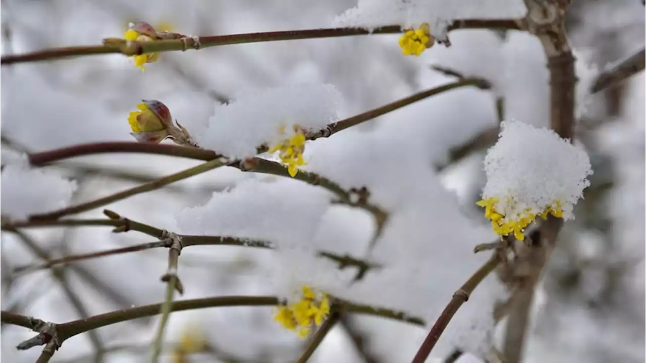 Wetter in Deutschland: Das Gerangel zwischen Frühling und Spätwinter geht weiter