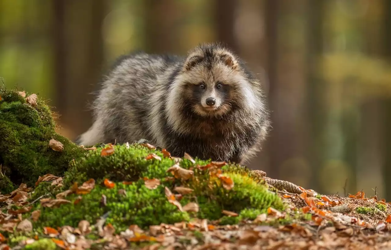 Connaissez-vous le chien viverrin, un canidé sauvage ?