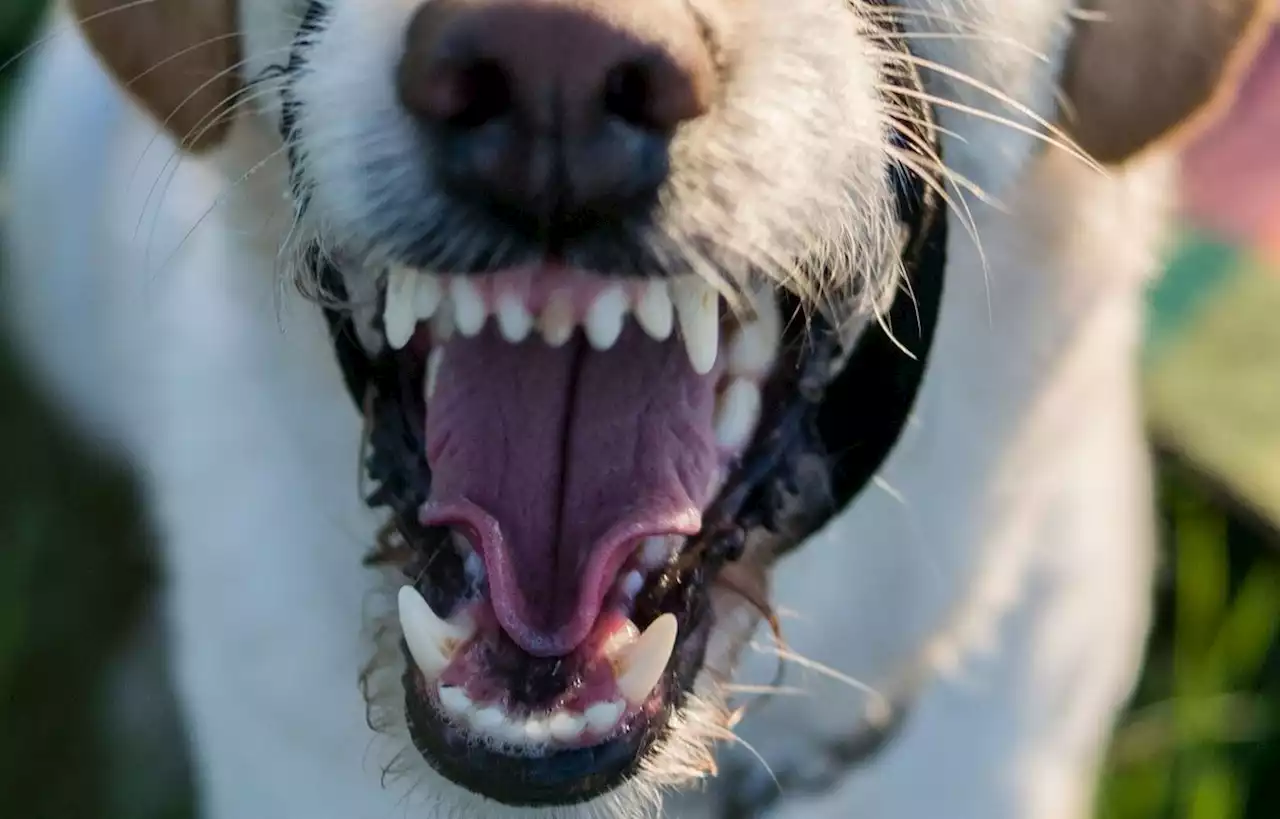 Un chien agressif mord trois personnes dans les rues de Saint-Gaudens