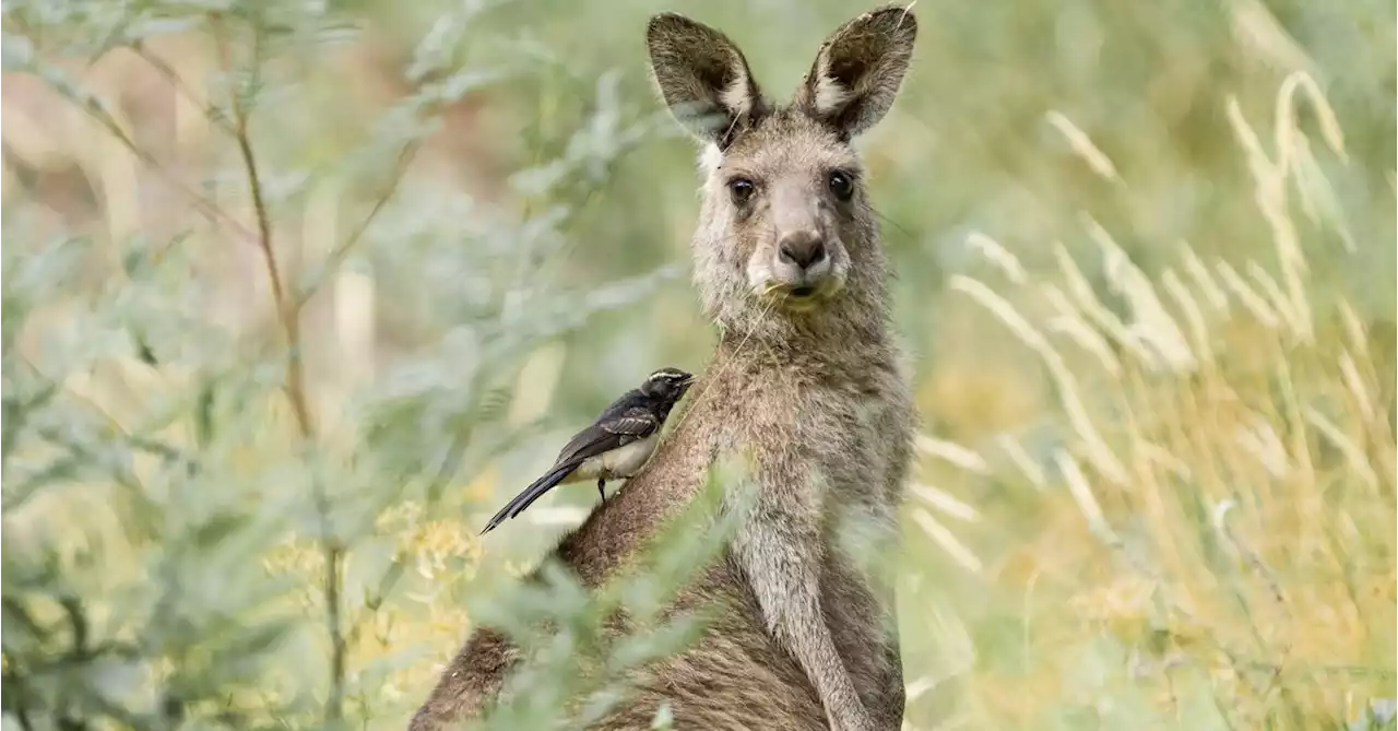 Australia loves its kangaroos so much it sets annual quotas to kill them