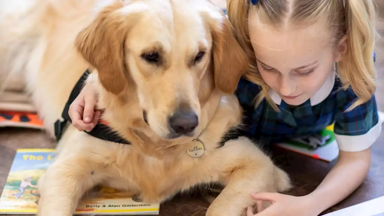 Why dogs are proving to be the perfect listeners for young children struggling to read