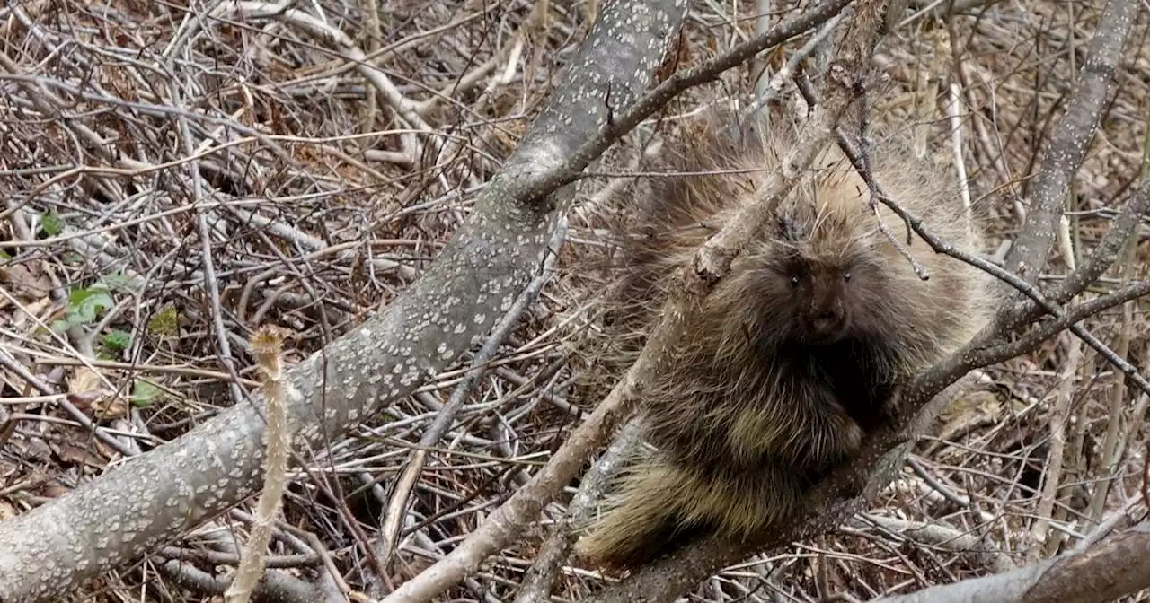 Fully exposed to the elements, Alaska’s porcupines pass the winter in slow motion