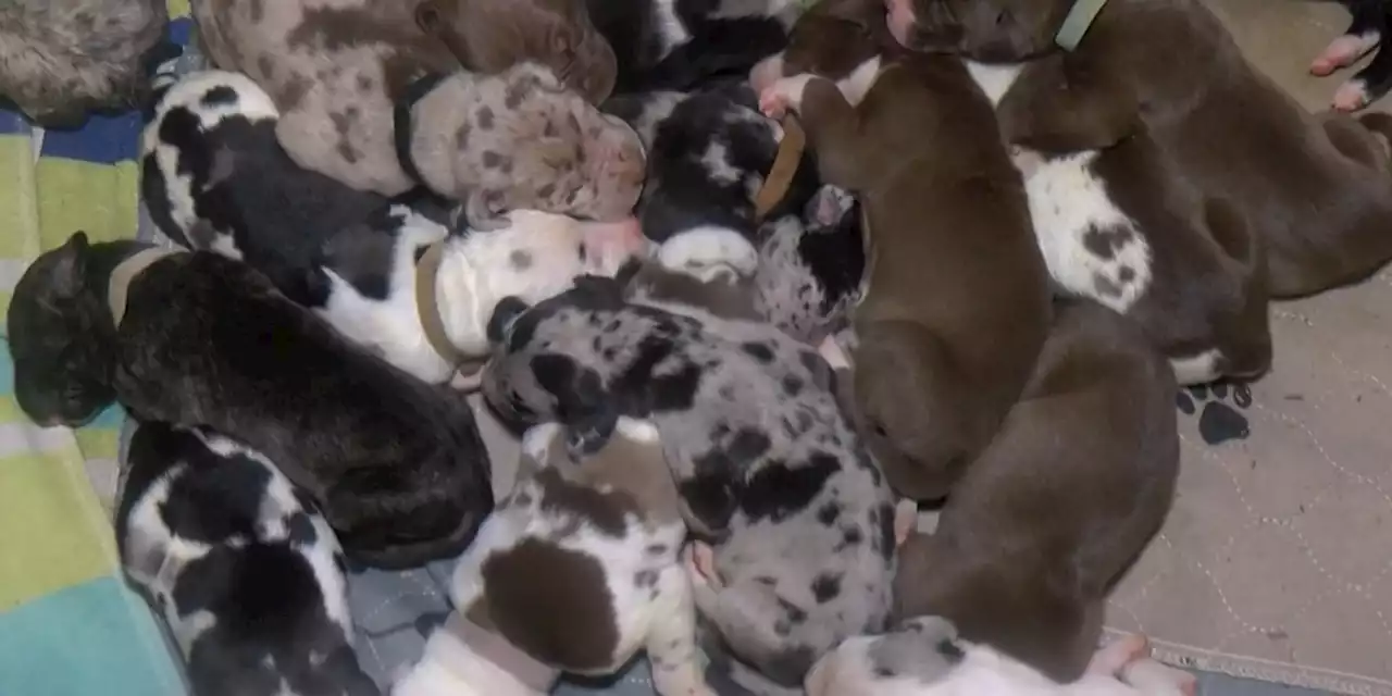 Great Dane gives birth to 21 puppies in 27 hours