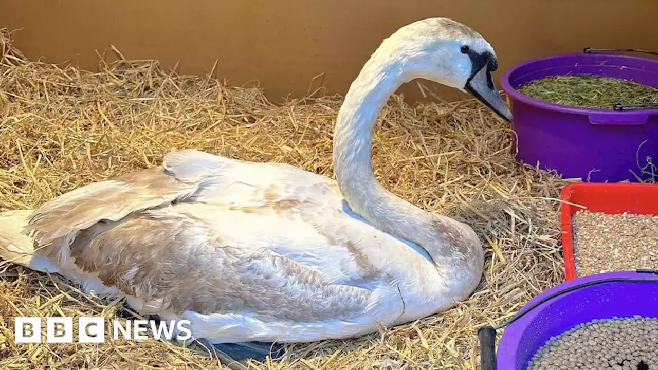 Swan saved after being found injured in Leeds city centre