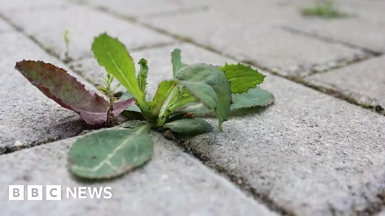 Exeter Council to cut use of glyphosate as weed killer on roads