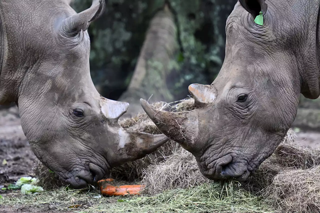 Marché : Comment distinguer un cygne noir d'un rhinocéros gris en Bourse