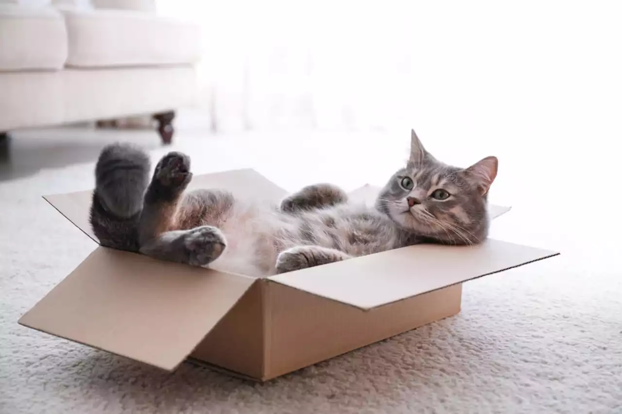 Voici la raison pour laquelle les chats aiment les cartons et les boîtes !