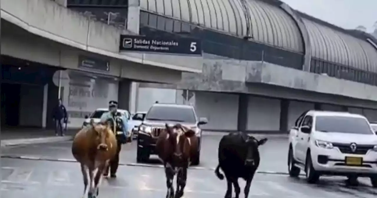 Video: Tres vacas se pasearon tranquilamente por el aeropuerto José María Córdova de Rionegro