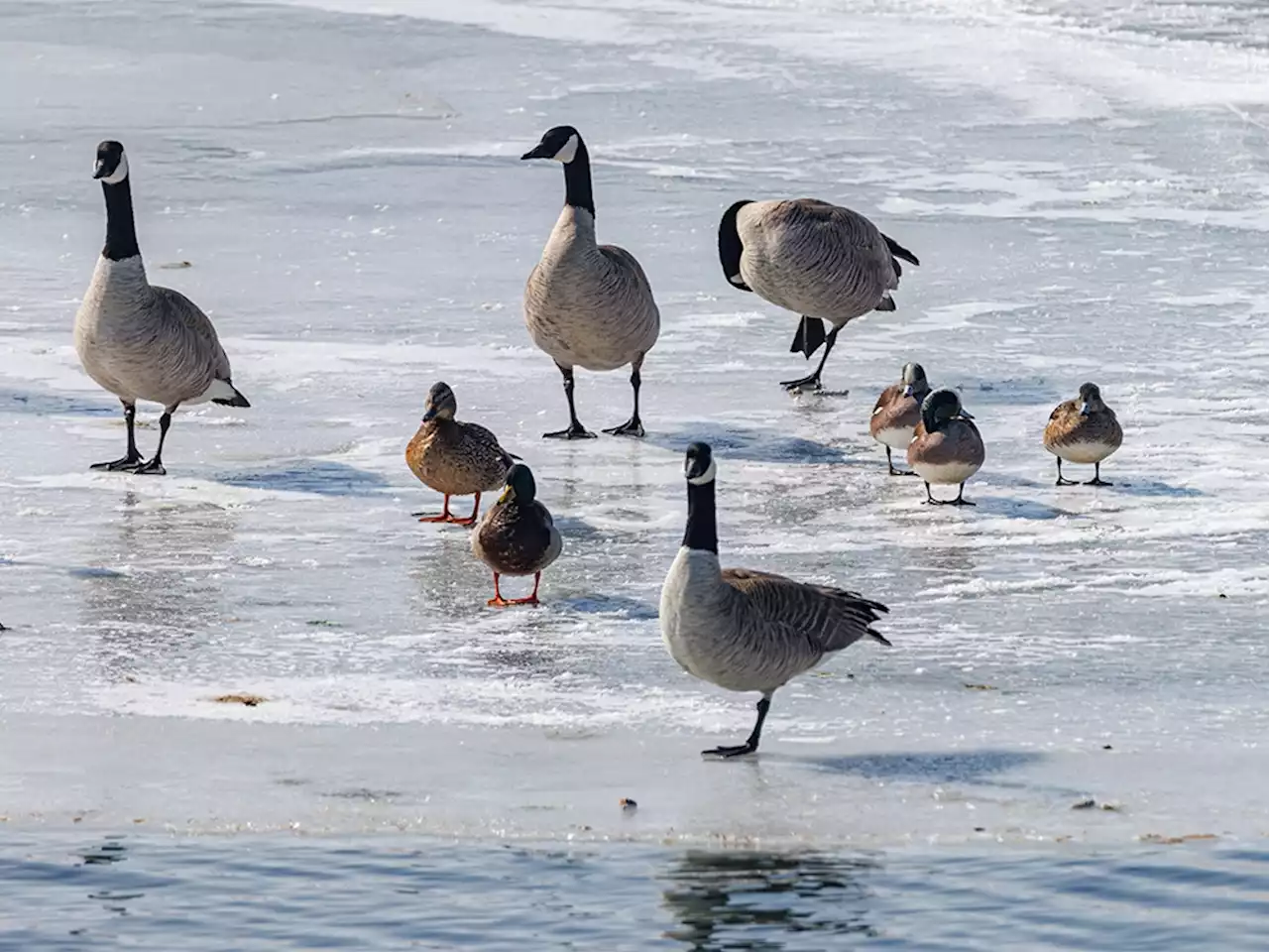 Mike Drew: Nature's winged wonders getting spiffed up for spring