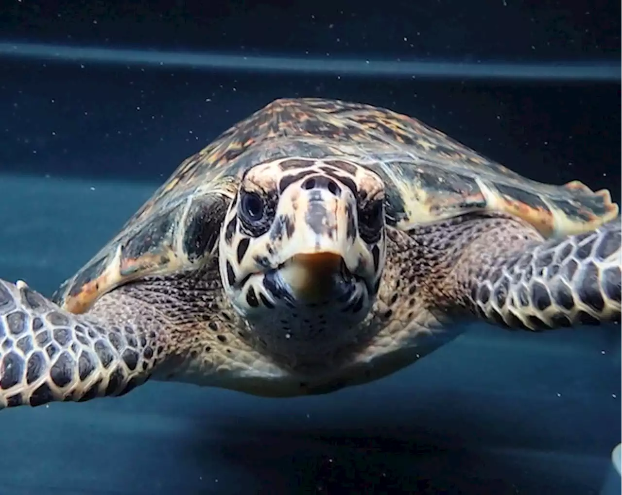 Aquarium calls for public help as turtle hatchlings 'stranding season' starts