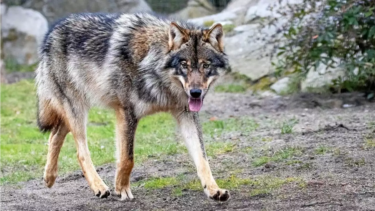 Zoo Berlin: Hurra, der Wolf ist wieder da!